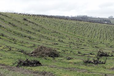 The Cognac Industry Is in Crisis