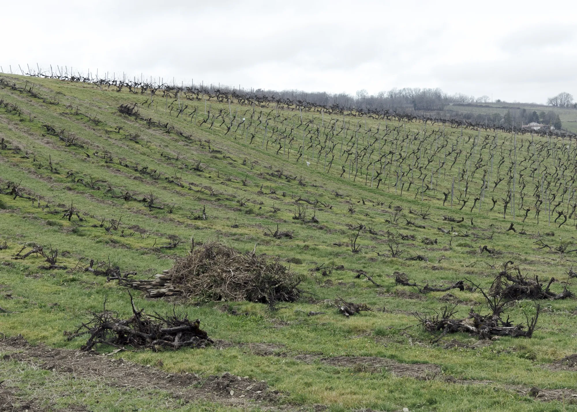 Uprooted vines in the Cognac region.