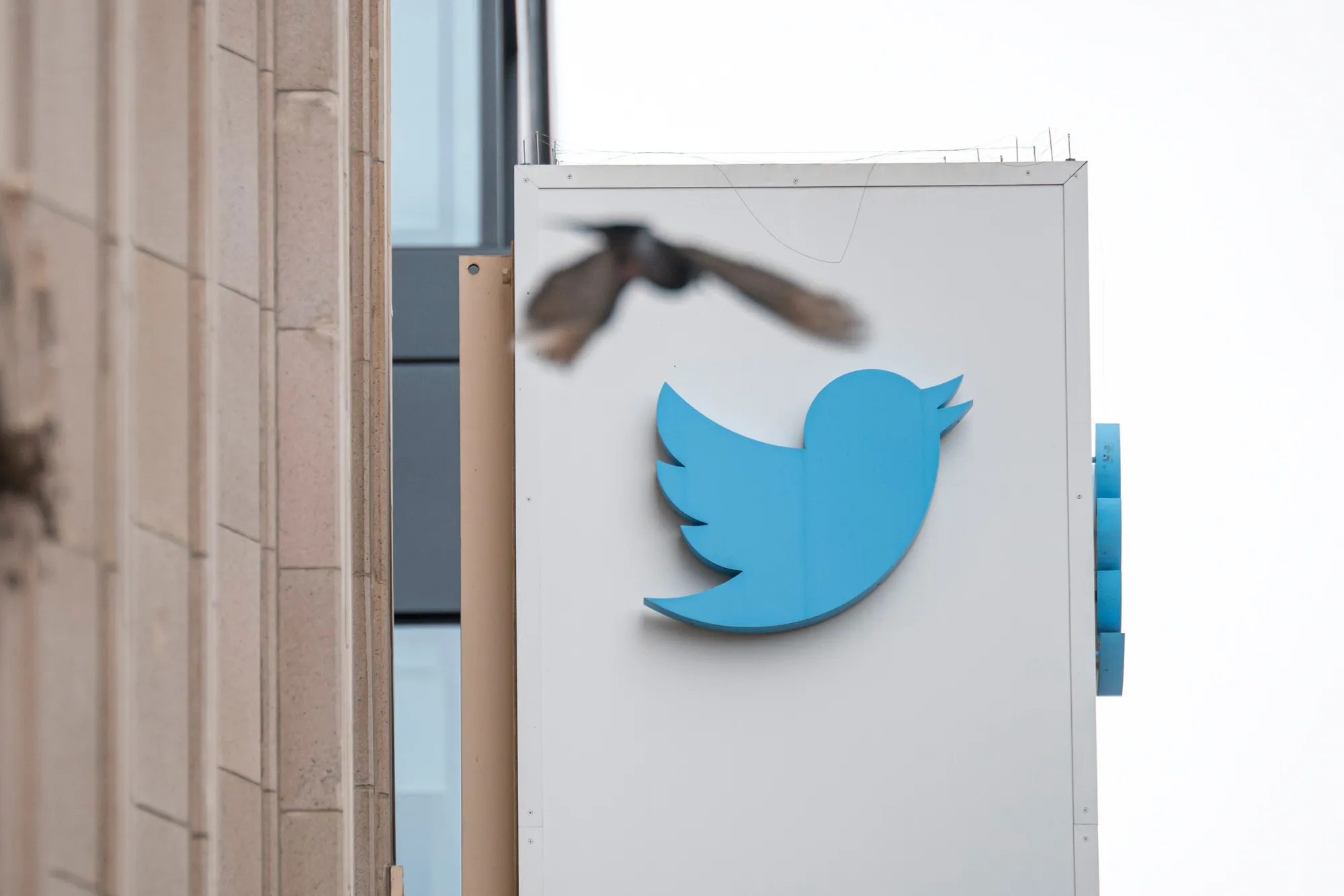 A bird flies near signage displayed outside of Twitter headquarters in San Francisco.