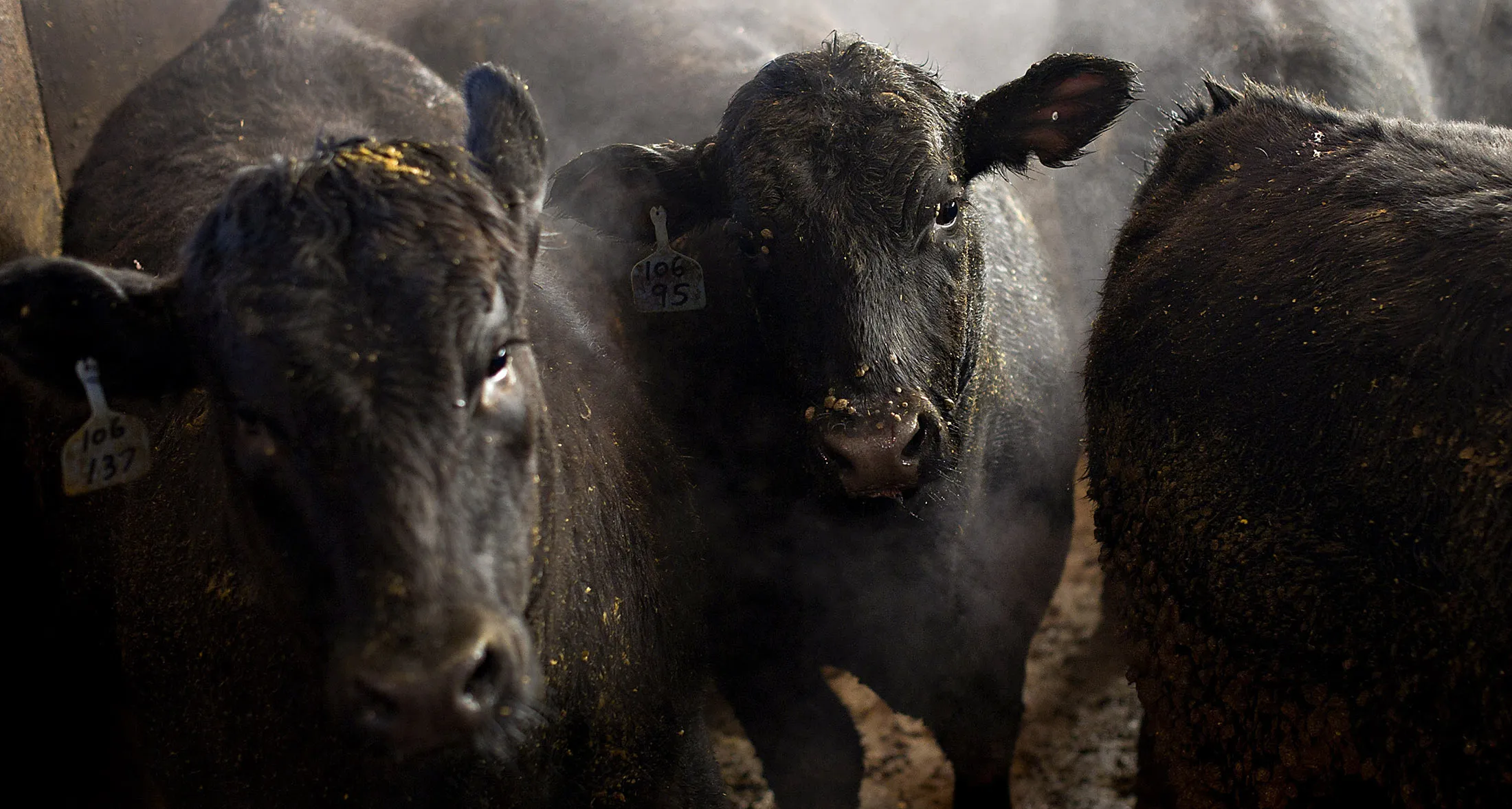 Cattle Prices May Post Double-Digit Gains in 2012