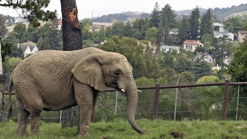 'An Apology to Elephants'