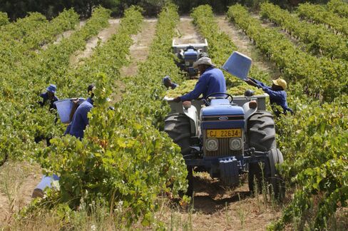 Wine harvest South Africa