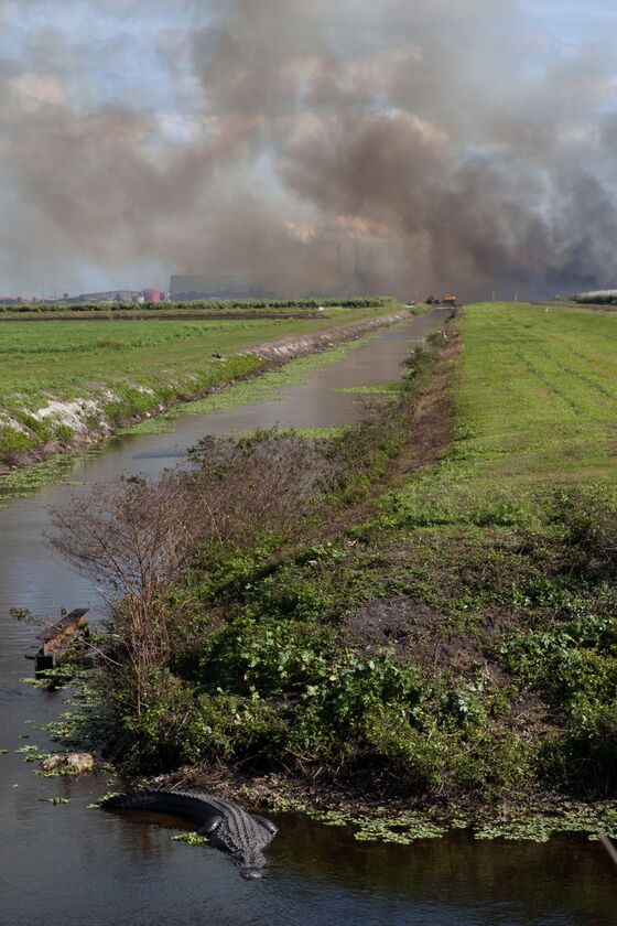 The Burning Problem of America’s Sugar Cane Growers