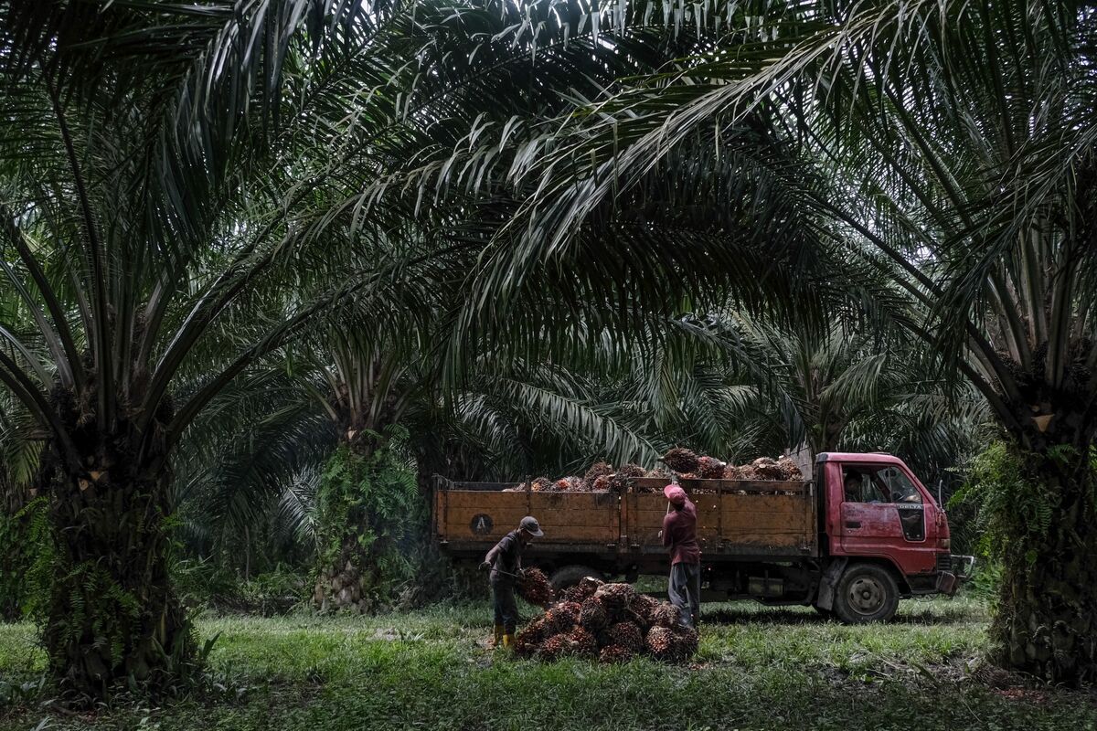 Palm Oil Closes at Record High on India’s Move to Reduce Duty - Bloomberg