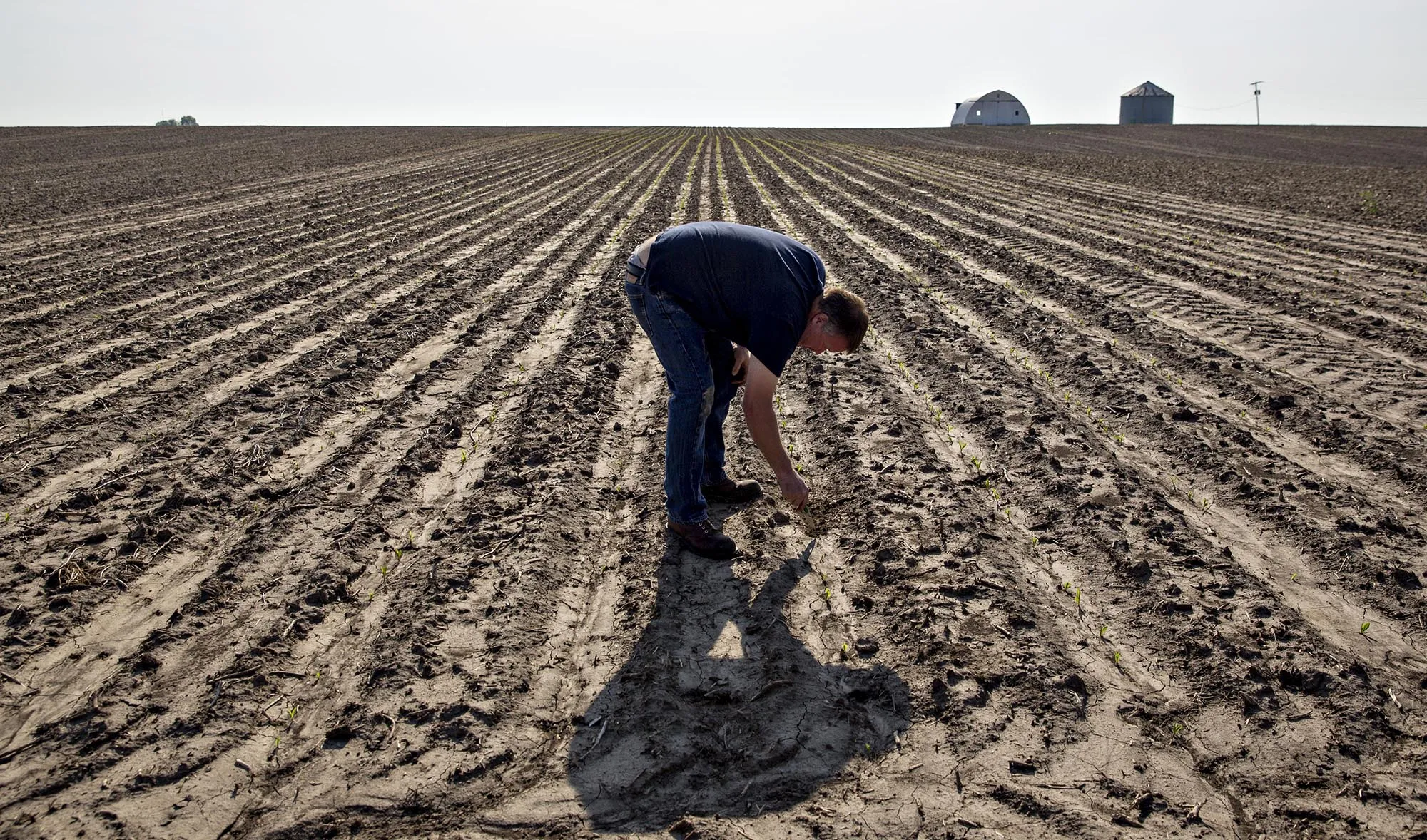 A farmer checks on corn plants on a field in Malden, Illinois.