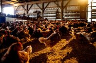 Poultry Farm Operations As Egg Prices Soar