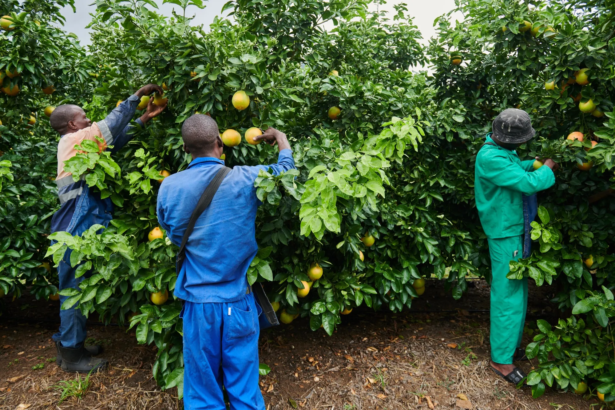 Workers pick grapefruit on an orchard outside Hoedspruit, South Africa.