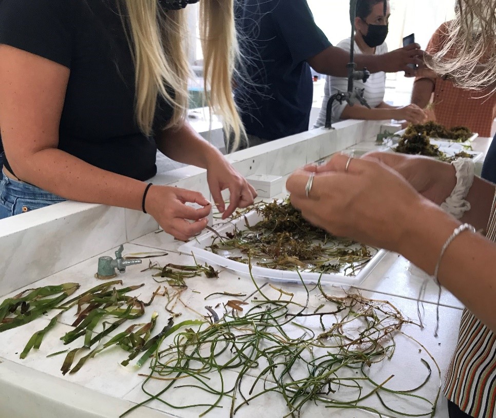 Seagrass: The ocean superhero at risk from sewage