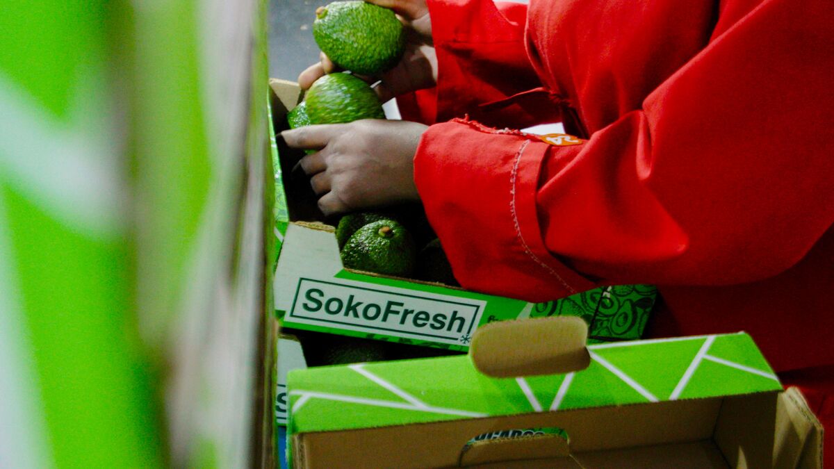 Solar Cold Rooms for Avocados to Bolster Kenya’s Export Earnings