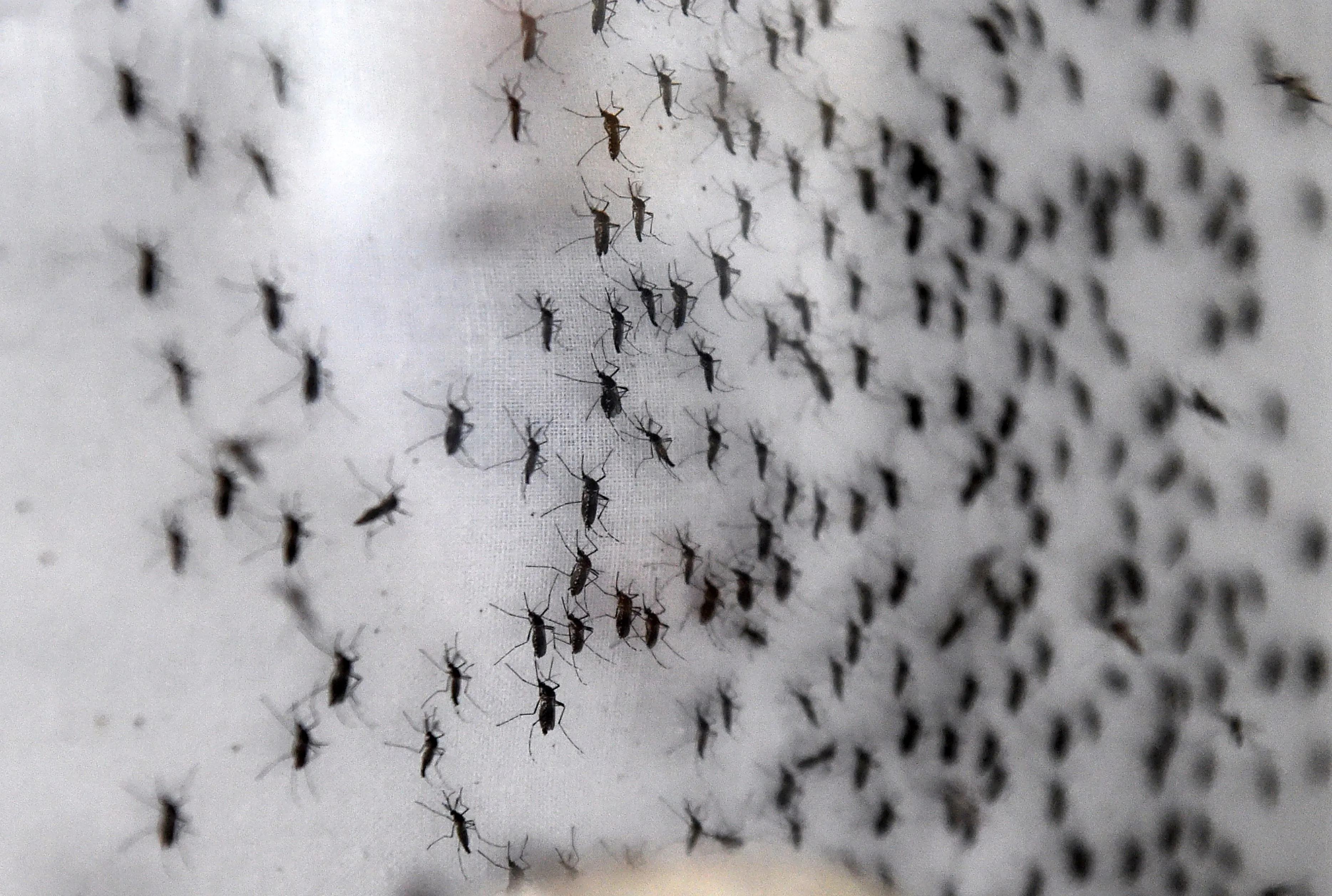 SINGAPORE-HEALTH-AEDES