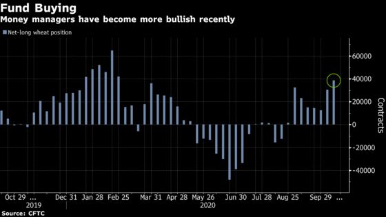 Wheat’s Drought Battle and Surging Demand: Why Prices Are Flying