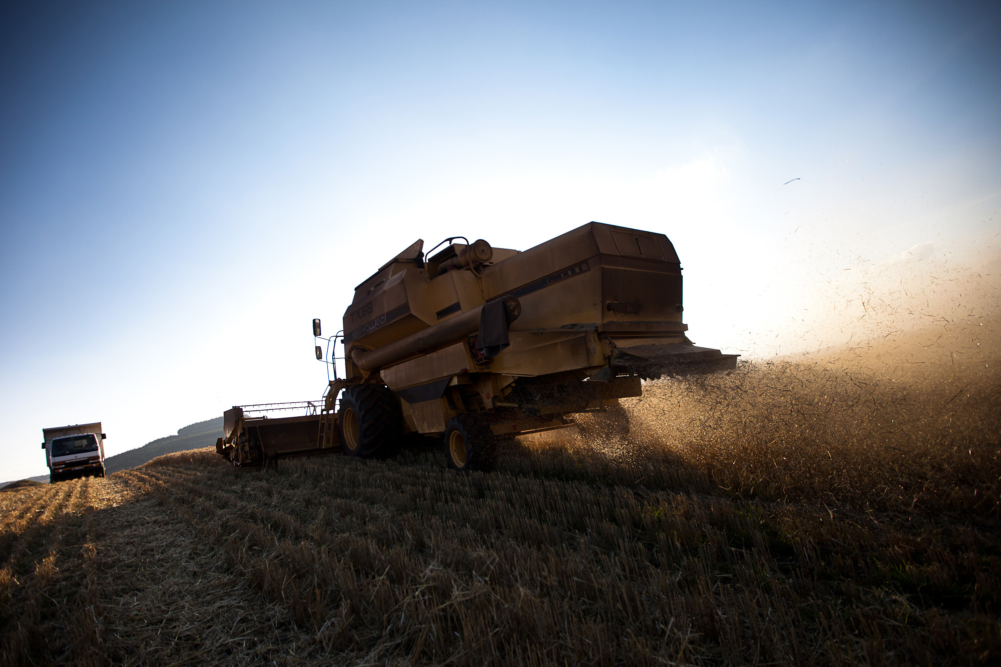 A wheat harvest in Kenya.
