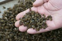 relates to How a Website Could Stop Billions of Russian Bees From Dying