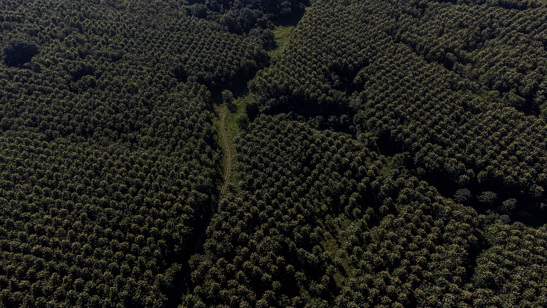 A teak plantation&nbsp;in Palenque, Chiapas. The trees were planted years before South Pole helped a forestry firm claim&nbsp;carbon offsets.