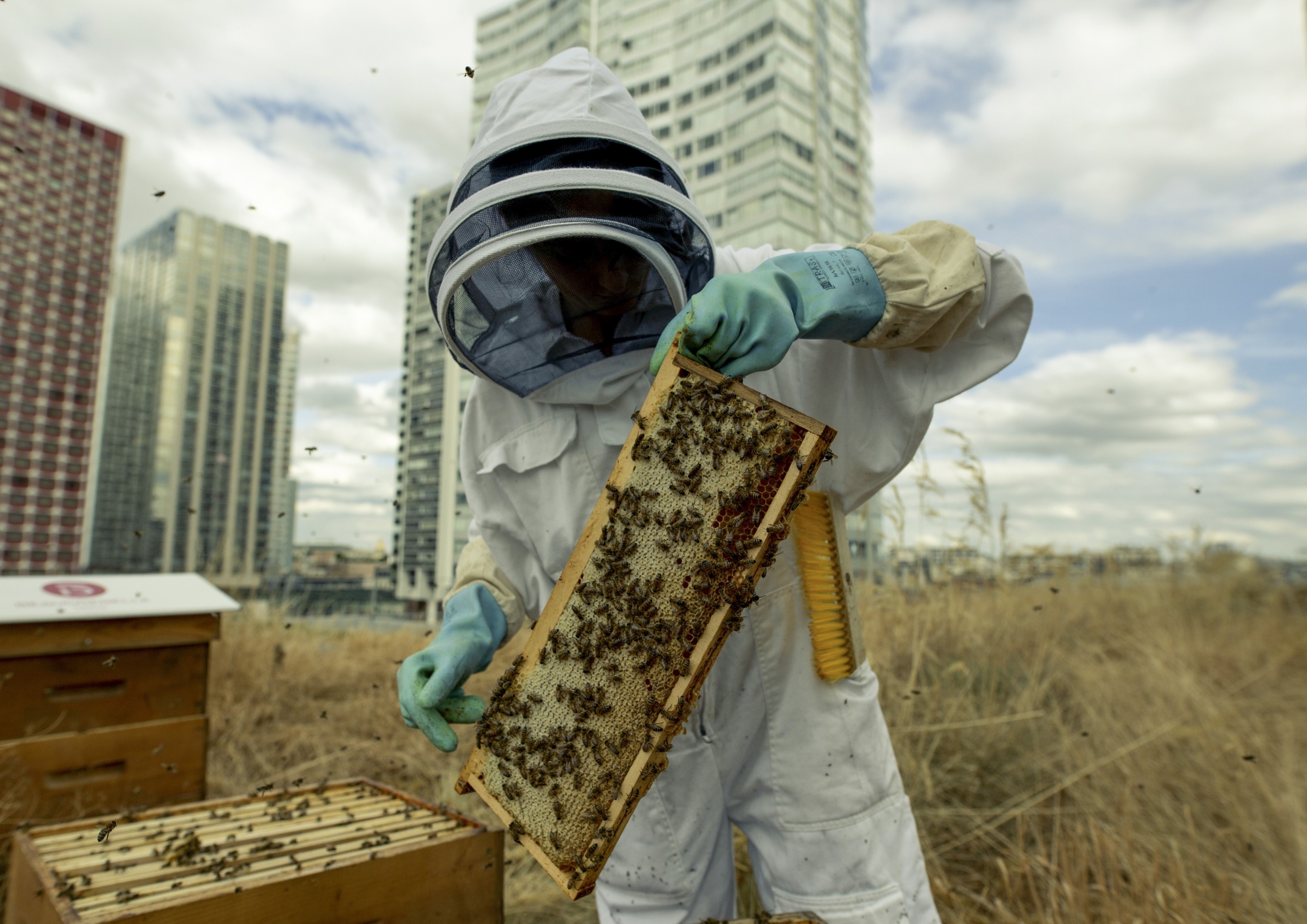 relates to That Buzz on City Rooftops? Beekeeping Is Going Corporate