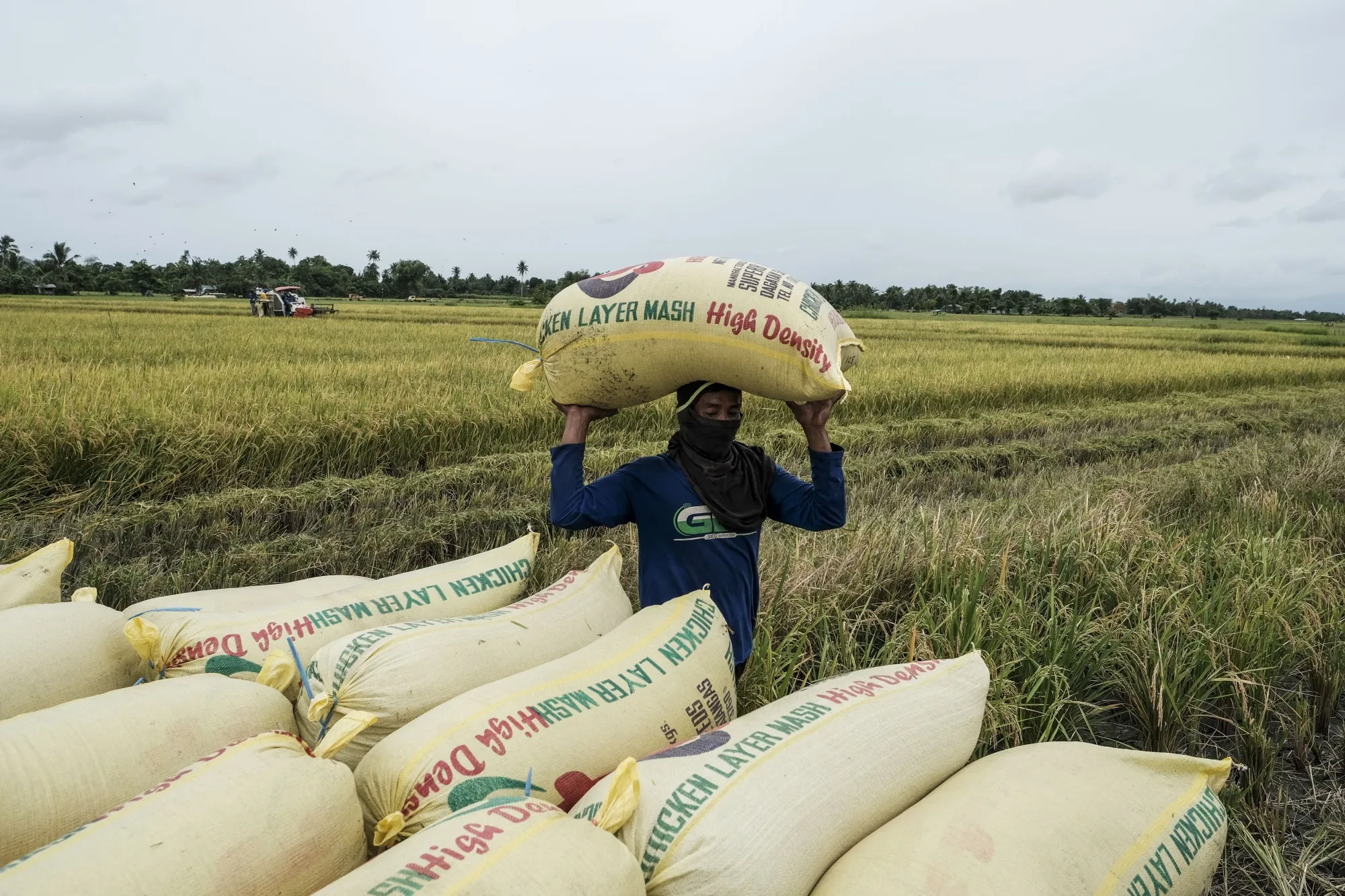 A worker moves a sack of freshly harvested rice in Naujan town, Oriental Mindoro, the Philippines.