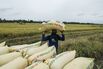 Rice Harvest At Suarez Farms