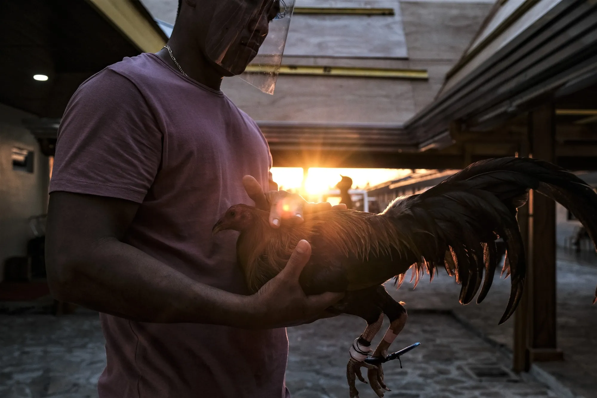 Online Cockfighting Wagers Rake in Billions in the Philippines - Bloomberg