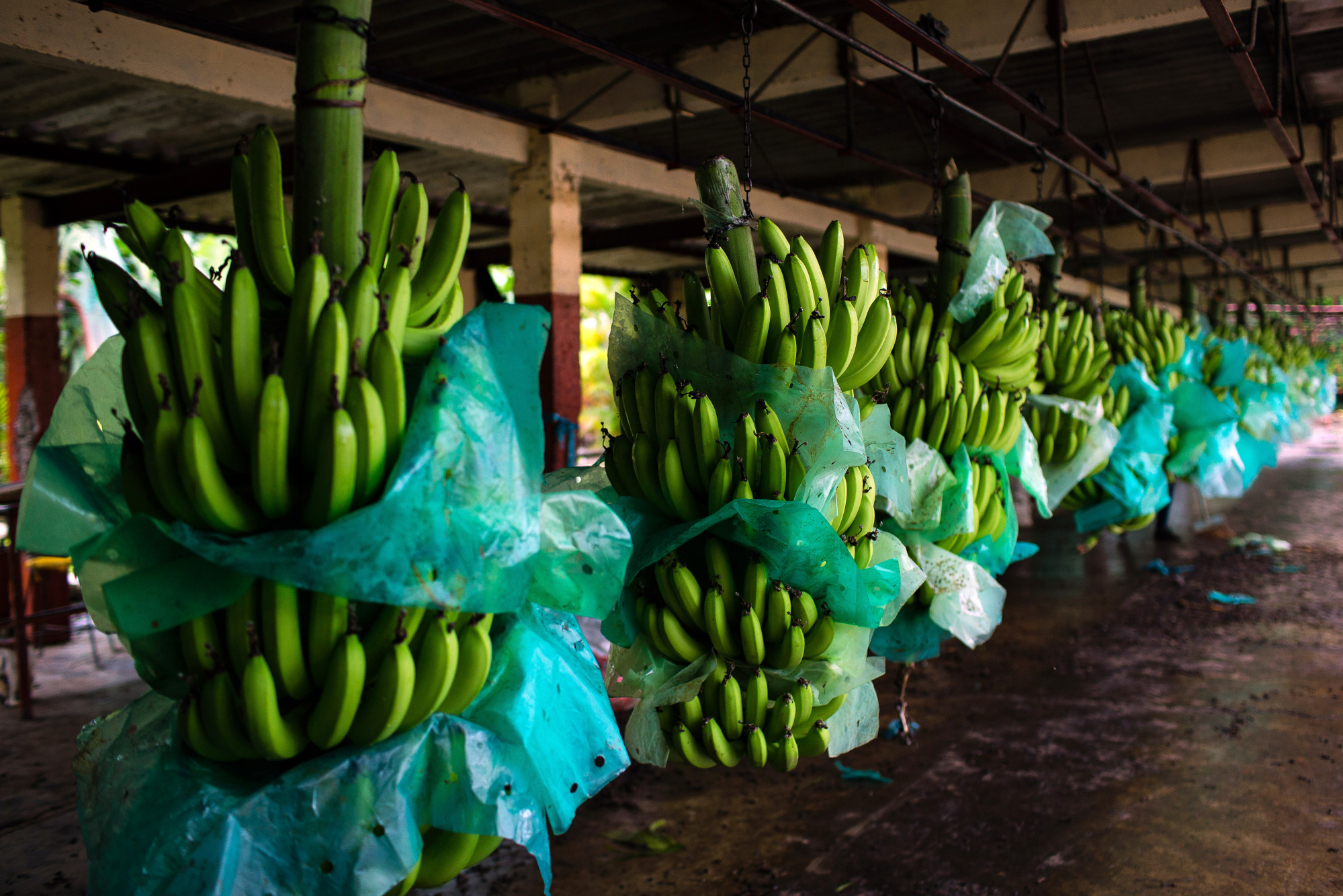 Ecuador Fights Banana Fungus Found in Colombia Threatening Fruit