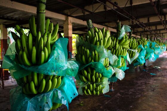 Ecuador Fights Banana Fungus Threatening America’s Favorite Fruit