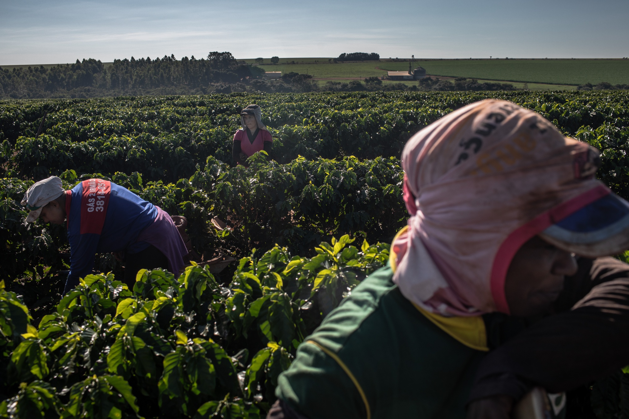 Brazil, Agricultural Prices: CONAB: Average Weekly Prices: Producer:  Coffee