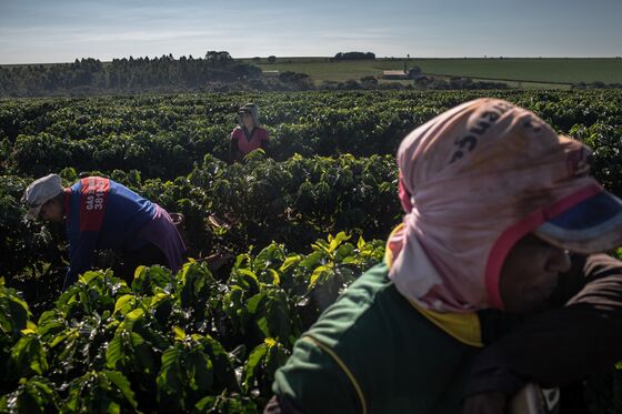 Coffee Growers Fret Lost Output In ‘Ticking Time Bomb’ Brazil