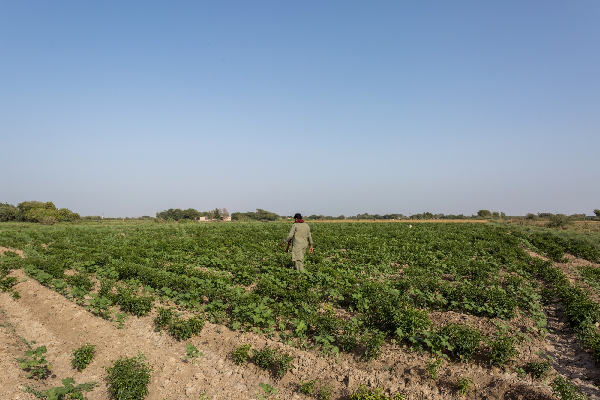 The govt is awfully proud of this year's cotton bumper crop. They