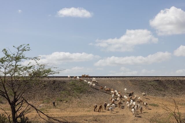 A herd of goats crosses the tracks of a railroad used to transport coal from the Cerrejón mine in La Guajira.