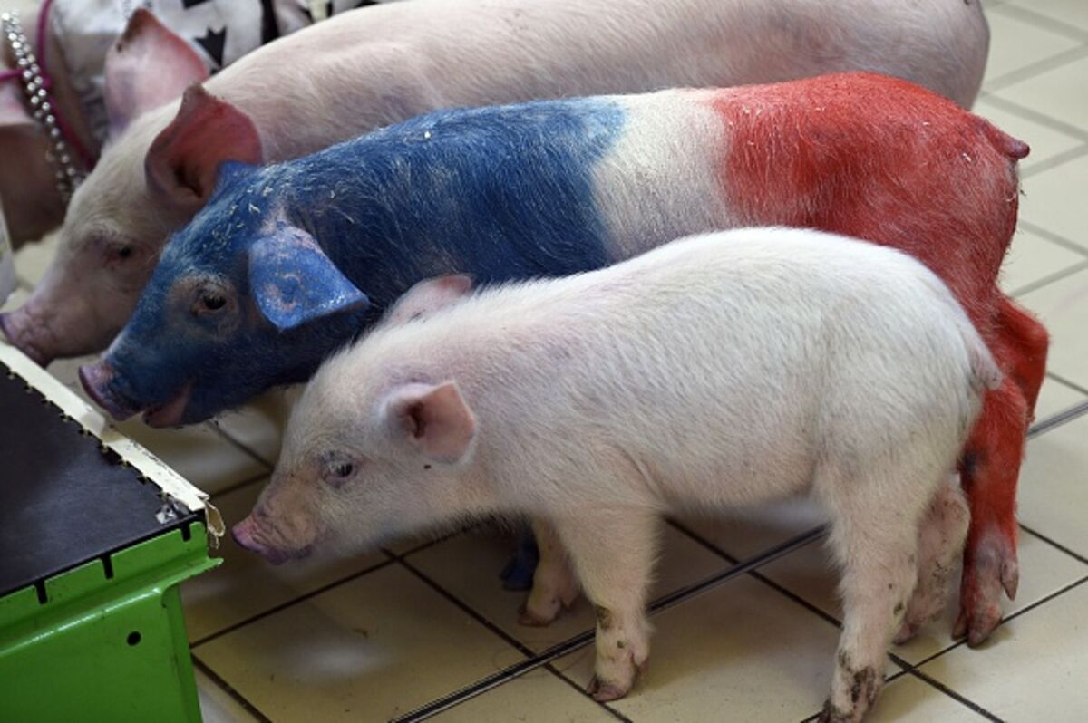 Франция свинья. Свиньи. Французская свинья. Свинья во Франции. Свиноводство во Франции.