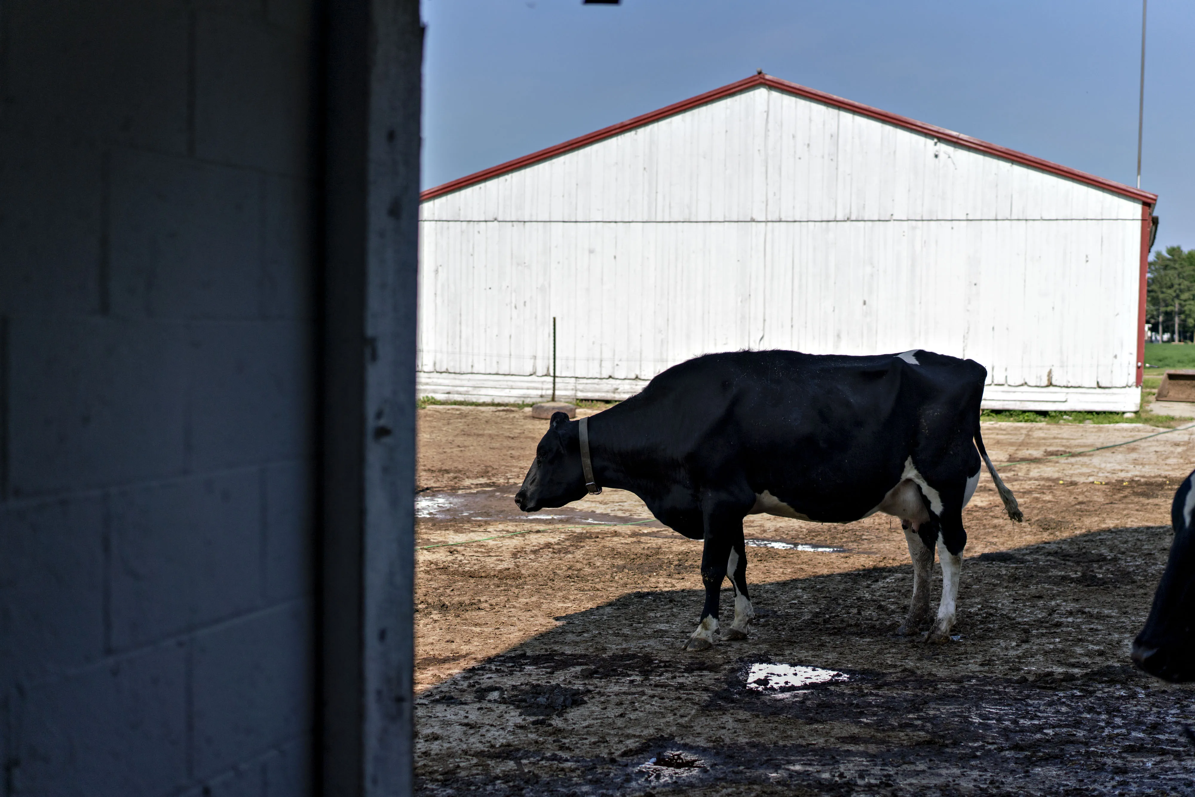 A cow a at a dairy farm&nbsp;in Waldo, Wisconsin.