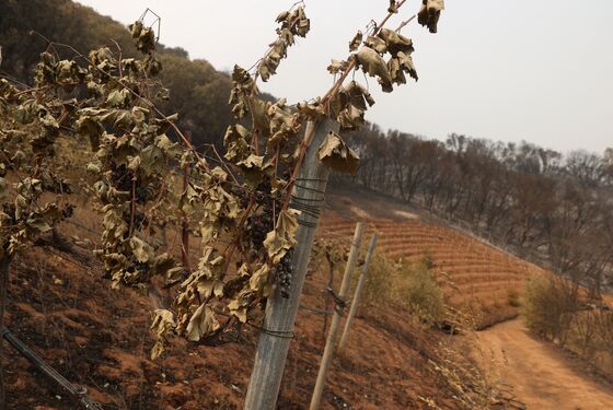 California’s Wildfires Came at the Worst Time for Wine Industry