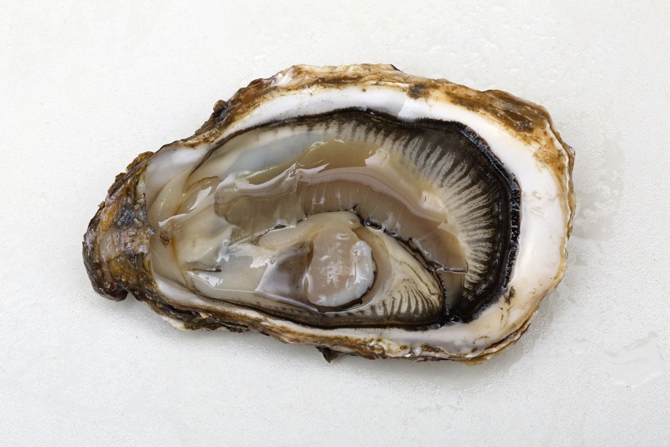 New York diner finds pearl in oyster