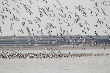 Birds Assemble For Migration In Yancheng