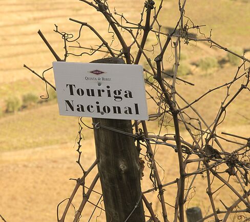 Touriga Nacional Vines
