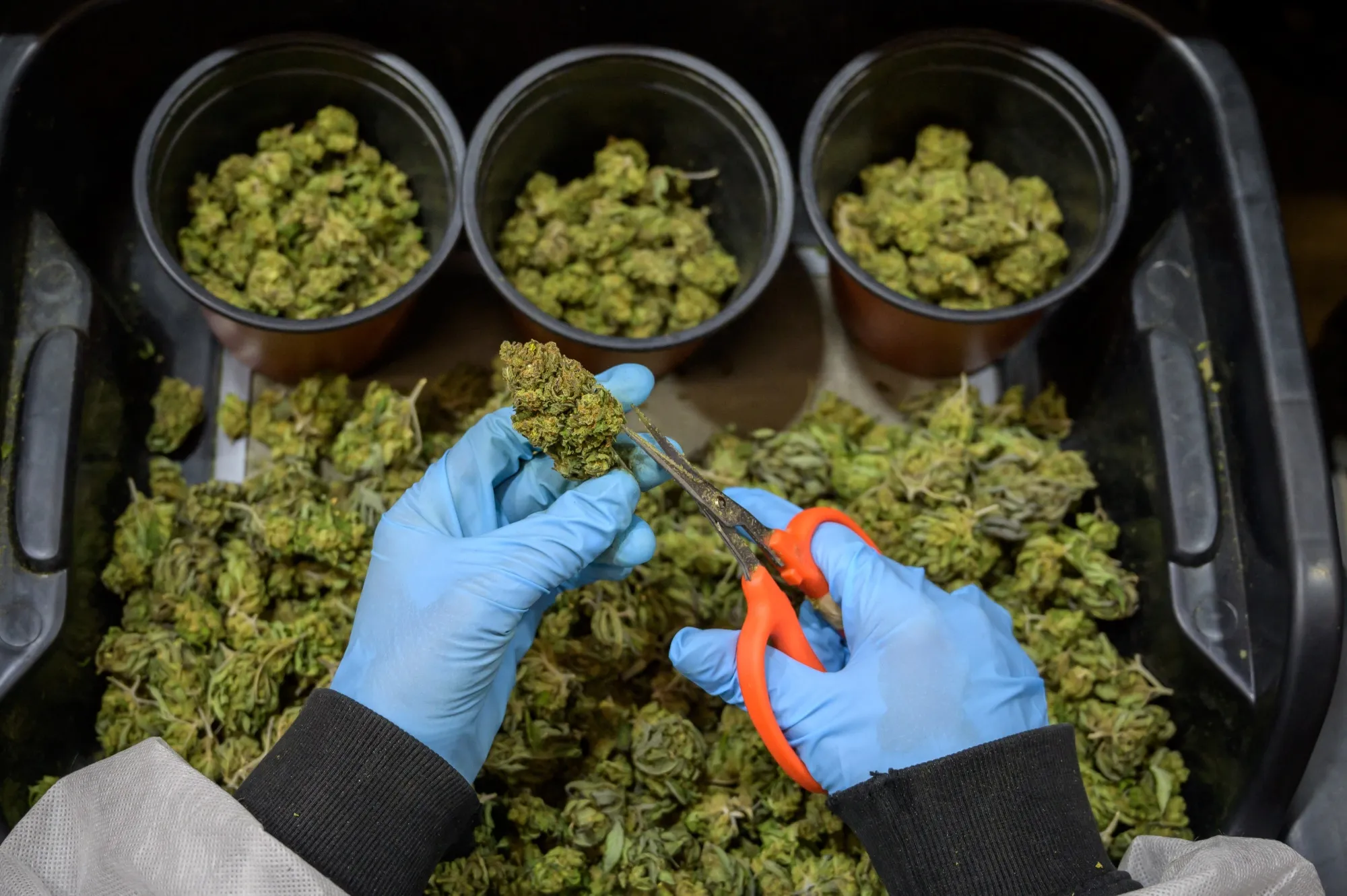 A staff prepares CBD dried flower buds at a CBD cannabis production company.