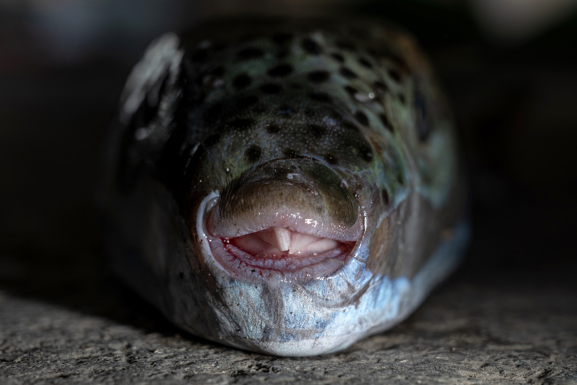 The silver-cheeked pufferfish’s powerful jaws are able to cut through metal cans and can destroy fishing nets, ropes and other equipment.