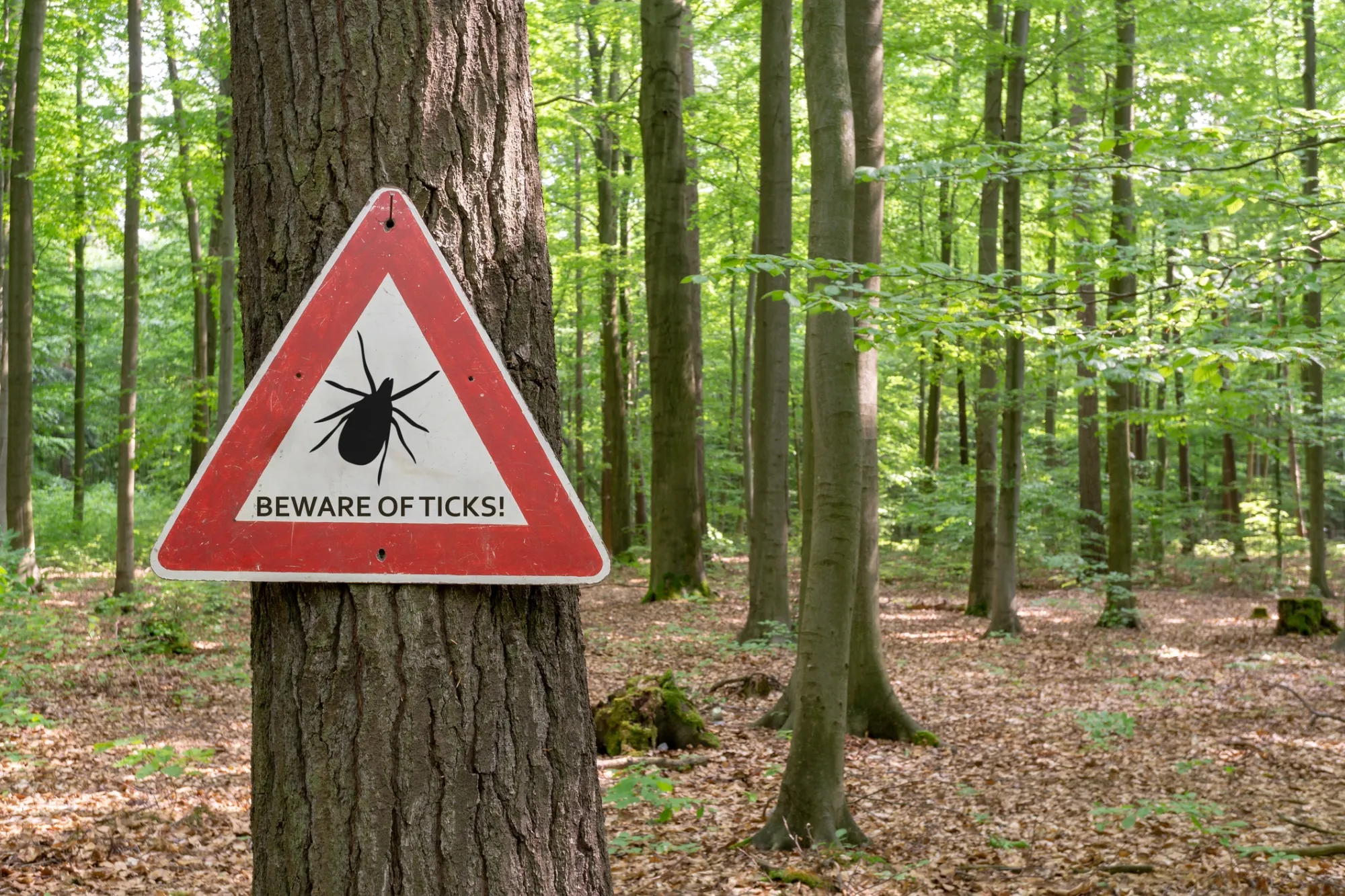 Tick-borne illnesses are a growing health threat, but there are treatments available and vaccines on the way.