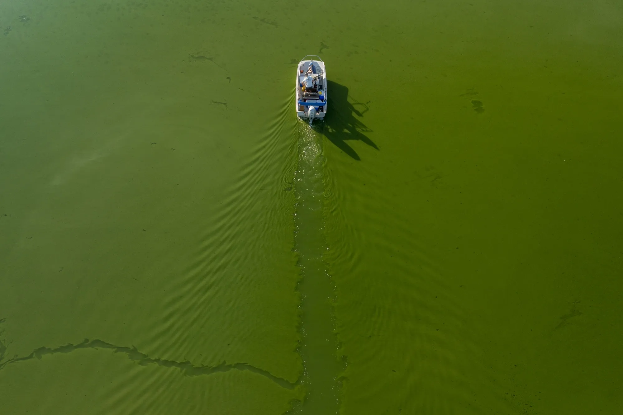 A boat motors through green water during a harmful algal bloom at Lake Elsinore,&nbsp;California.&nbsp;