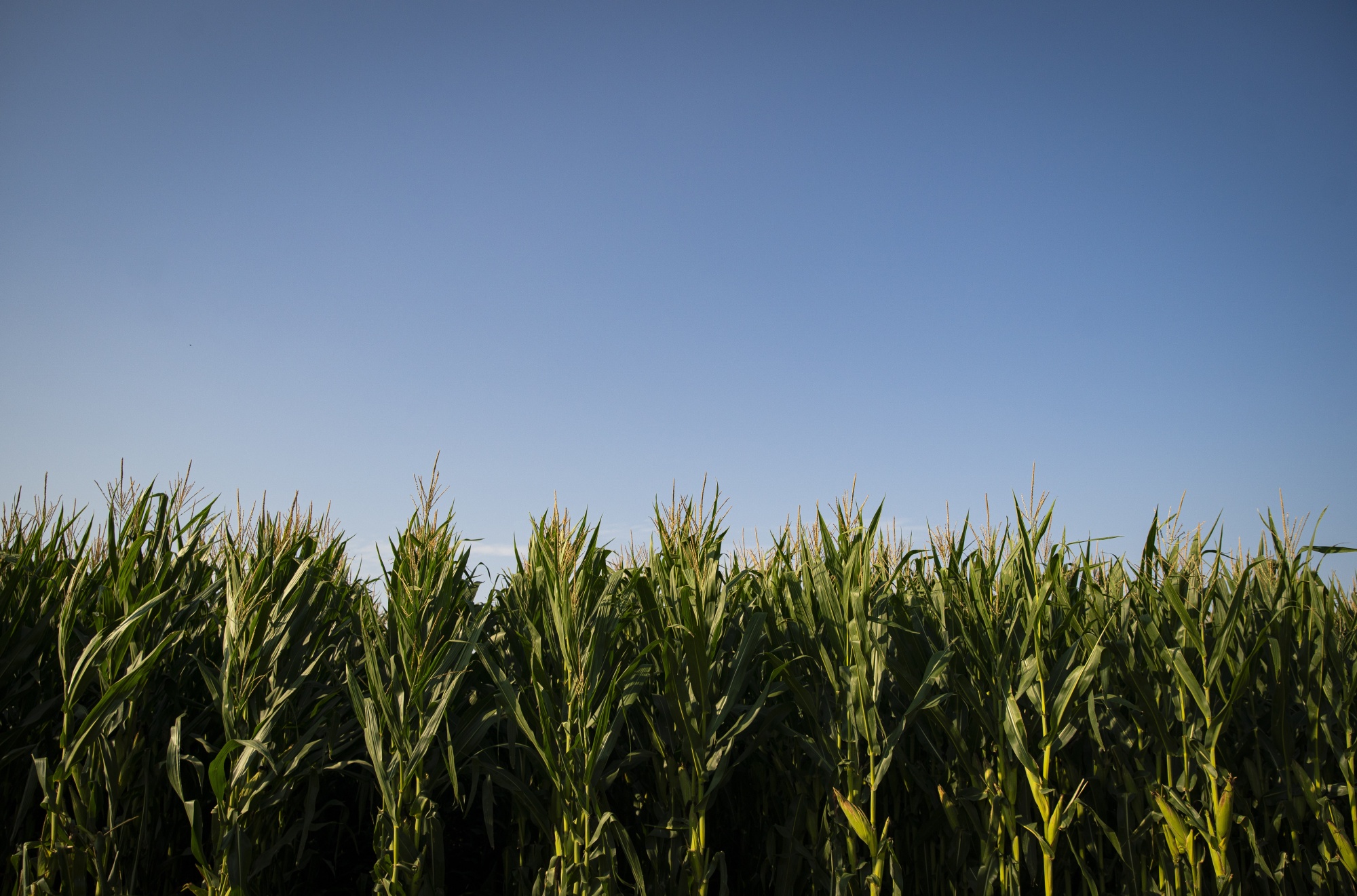 USDA drops crop conditions for corn, soybeans, wheat