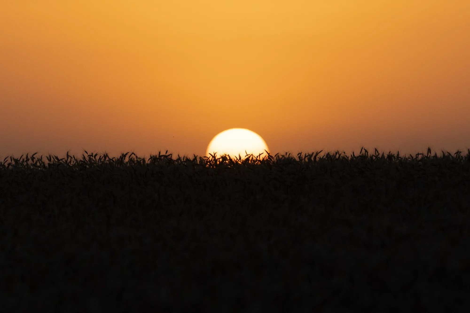 A Wheat Harvest As Grain Futures Mixed With Ukraine And Heat Waves