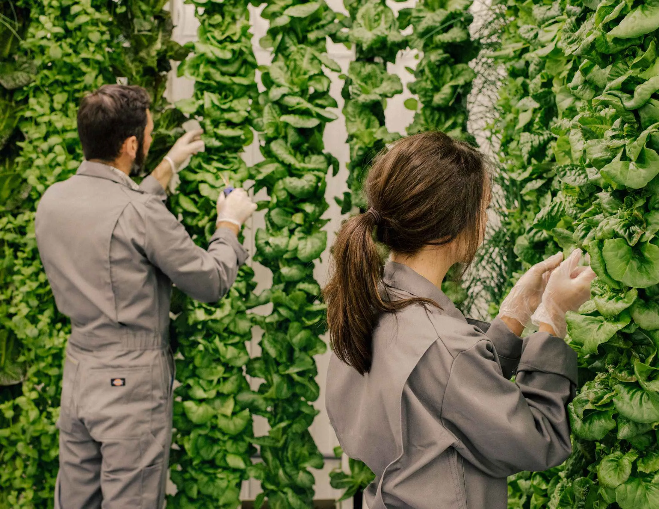 Working in the Map Room, one of Plenty’s R&amp;D rooms in South San Francisco.