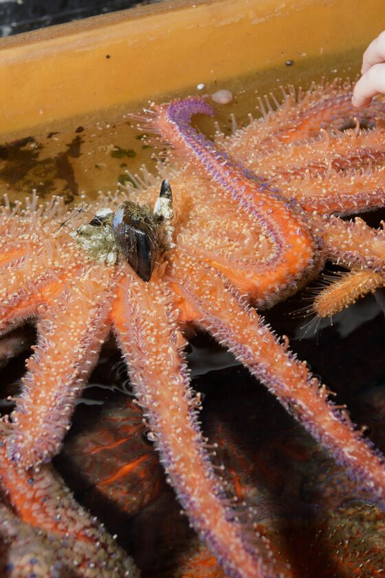 Scientists Are Breeding Sea Stars in a Lab to Rehabilitate Warming Oceans