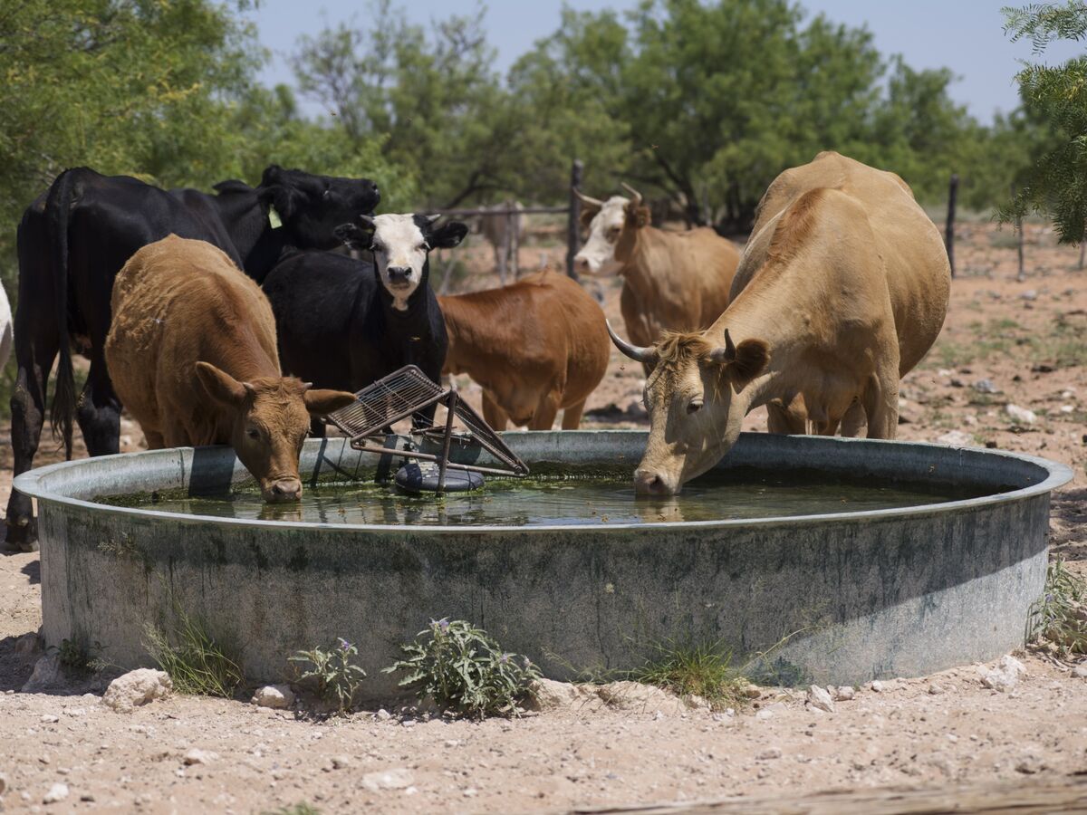 Parched Texas Ranches Offer a Solution to Shale’s Water Woes