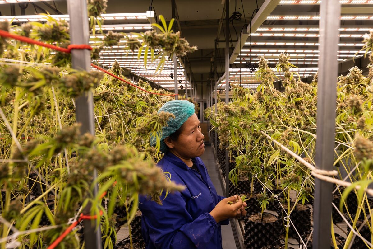 Thailand's Cannabis Bill Dealt a Blow After Bigger Parties Demand Changes