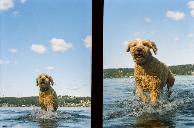 Goldendoodle running through the water in Seattle