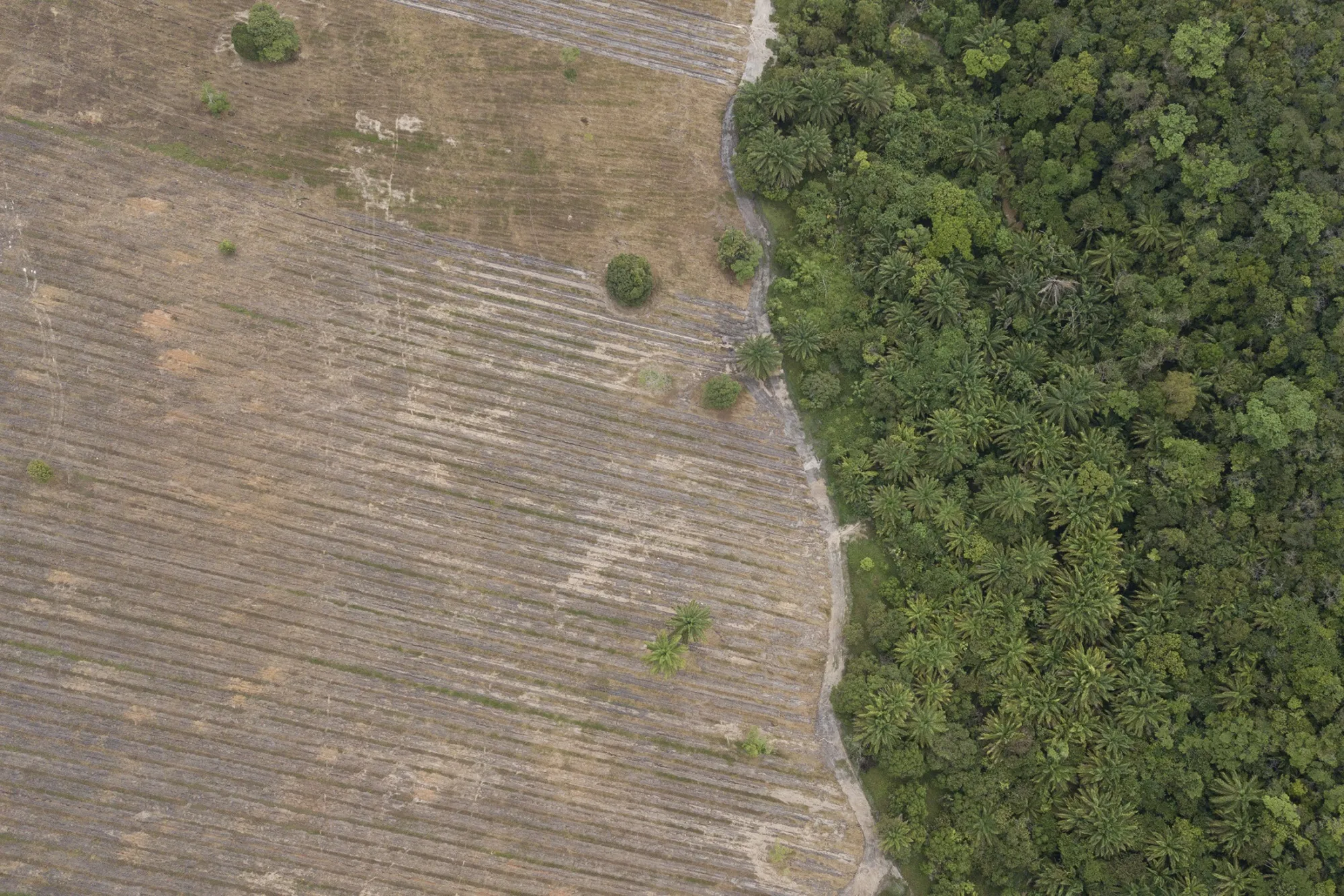 Re.green reforestation efforts in Bahia state, Brazil.