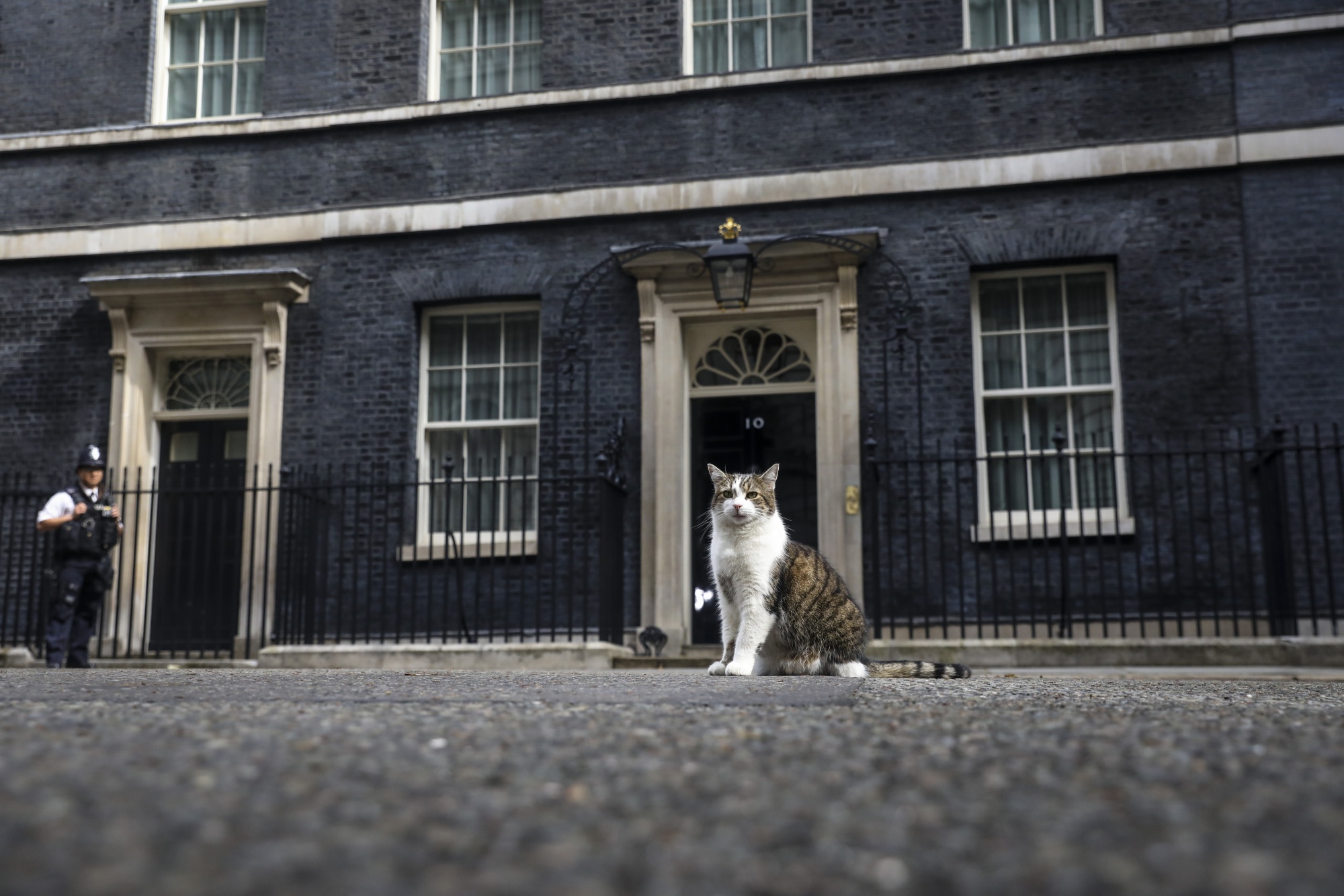 Larry, the Downing Street cat stands in the road outside at number 10 Downing Street in London, U.K.