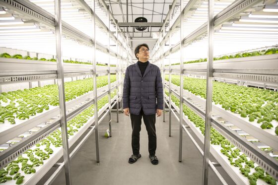 Marijuana and Makeup Are New Growth Areas for Vertical Farms