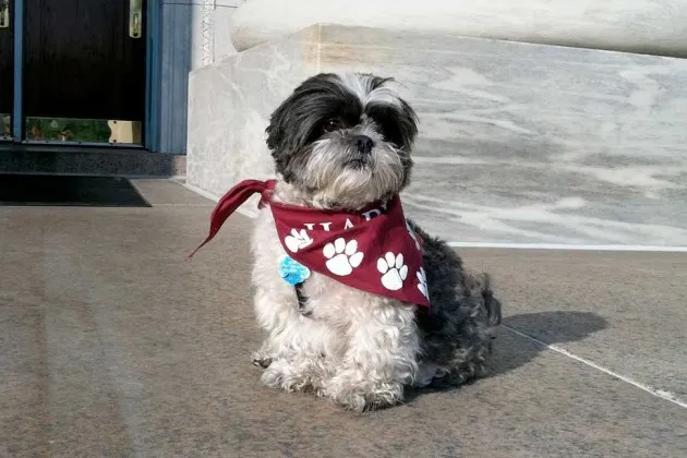 Harvard Medical School therapy dog Cooper