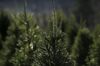 A Christmas Tree Harvest As The Holiday Season Approaches
